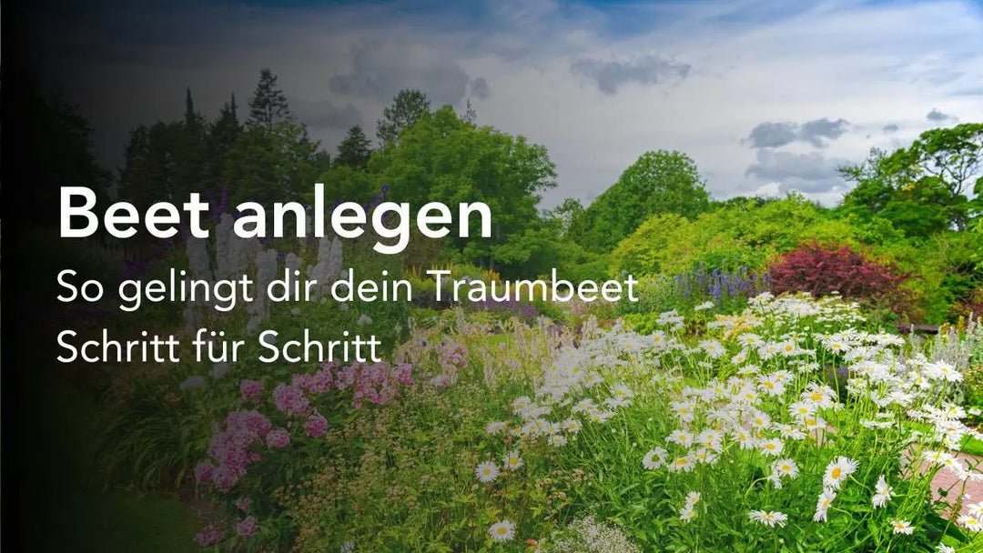 Beet anlegen: So gelingt dir dein Traumbeet Schritt für Schritt