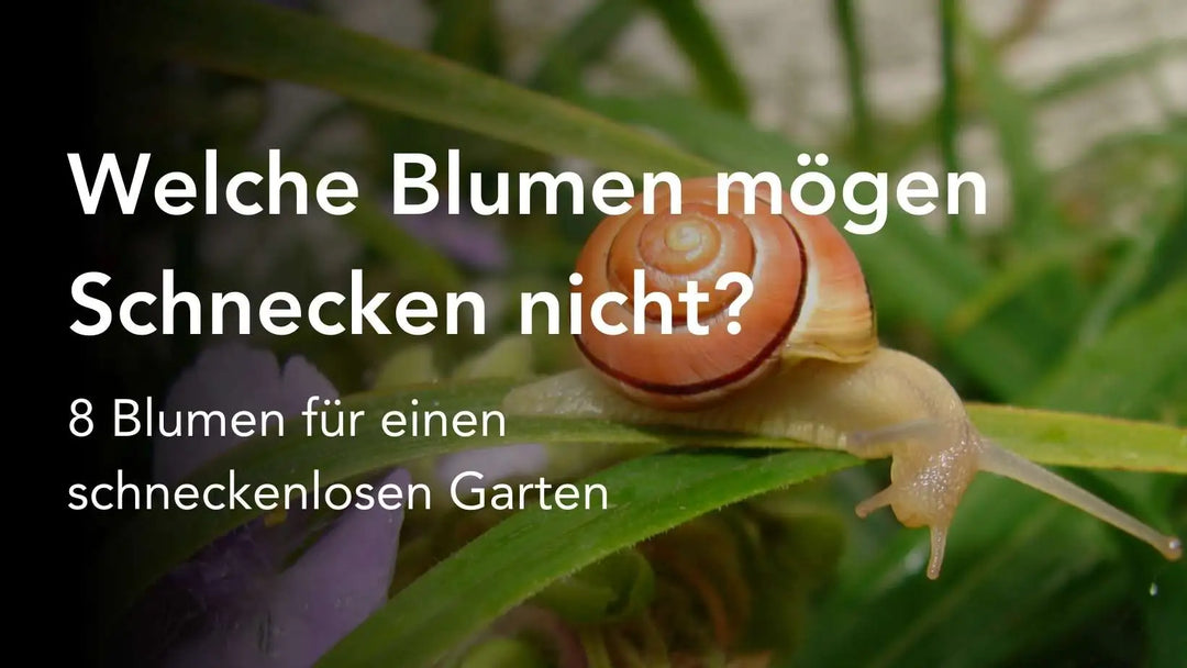 Welche Blumen mögen Schnecken nicht? Titel